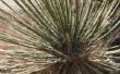 Hoe de zorg voor een Yucca Plant met schimmel