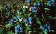 Hoe om te voorkomen dat herten eten Blueberry planten