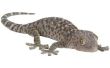 Een beschrijving van Gecko hagedissen