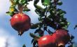 Hoe lang duurt het voor een granaatappelboom vruchten af te werpen?