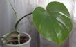 How to Care for Monstera