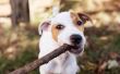 How to Stop honden uit het kauwen van hout