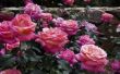 Rose Garden metgezel planten