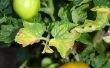 Tomaten planten plagen in Florida
