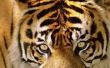 Hoe te schilderen strepen van de tijger