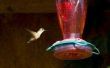 How to Make Hummingbird Food voor Feeders