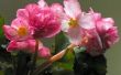 How to Grow Nonstop Begonias