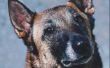 How to Take Care van Mechelse Herder pups