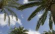 Hoe de zorg voor & Feed palmbomen
