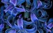 Zorg voor hyacint bollen