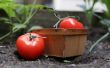 Hoe te snoeien tomatenplanten