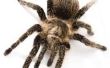 Informatie over spinnen voor kinderen