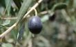 How to Prevent Olive Fruit op olijfbomen