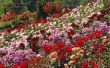 Low-onderhoud rozen voor Rose tuinen