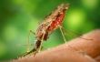 Over de effecten van muggen op mensen