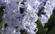 How to Save hyacinten bollen