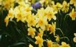 Hoe te krijgen Daffodills teruggebracht tot bloei