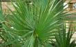 Indoor Palm Tree Tips voor bladeren die Brown draaien