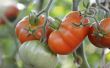 Hoe diep tomaat wortels groeien?