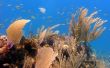 De gevolgen van het koraal bleken voor het mariene milieu