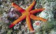 How to Handle Starfish