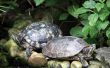 Hoe herken ik het geslacht van een Baby Turtle