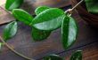 Hoya Plant verzorging