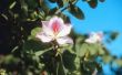 Hoe maak je een Magnolia blad middelpunt