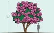 Hoe de zorg voor een crêpe Myrtle boom