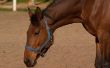 Dexamethason dosering voor paarden