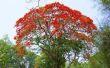 Hoe de zorg voor een boom Royal Poinciana