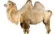 Hoe maak je een kameel kostuum