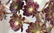 How to Care for Aeonium