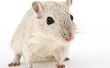Hoe om te doden van Rat en muizen veilig