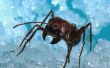 Zijn er mier-moordenaars die niet schadelijk voor honden zijn?