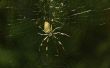 Gemeenschappelijke Mississippi spinnen