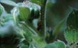 Waterstofperoxide voor tuin Bug Spray