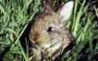 Woon konijnen in gaten in de grond?