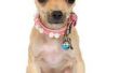 Vlo behandelingen voor een Teacup Chihuahua Puppy