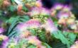 Mimosa Plant verzorging