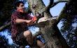Hoe Trim een boom met een kettingzaag
