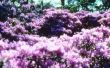 How to Care for paarse Gem rododendrons