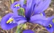 Feiten over de Iris bloem