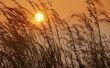 Klimatologische omstandigheden voor de teelt van tarwe