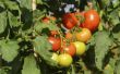 Het gebruik van diatomeeënaarde voor tomaten