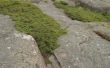 How to Grow Moss op een steen