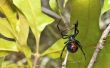Hoe te identificeren spinnen gevonden in Indiana