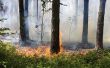 Lijst van brandbare planten, bomen & struiken