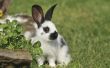 Tijdelijke verlichting van ademhalingsproblemen bij konijnen