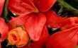 Wat soorten bloemen gaan met lelies?